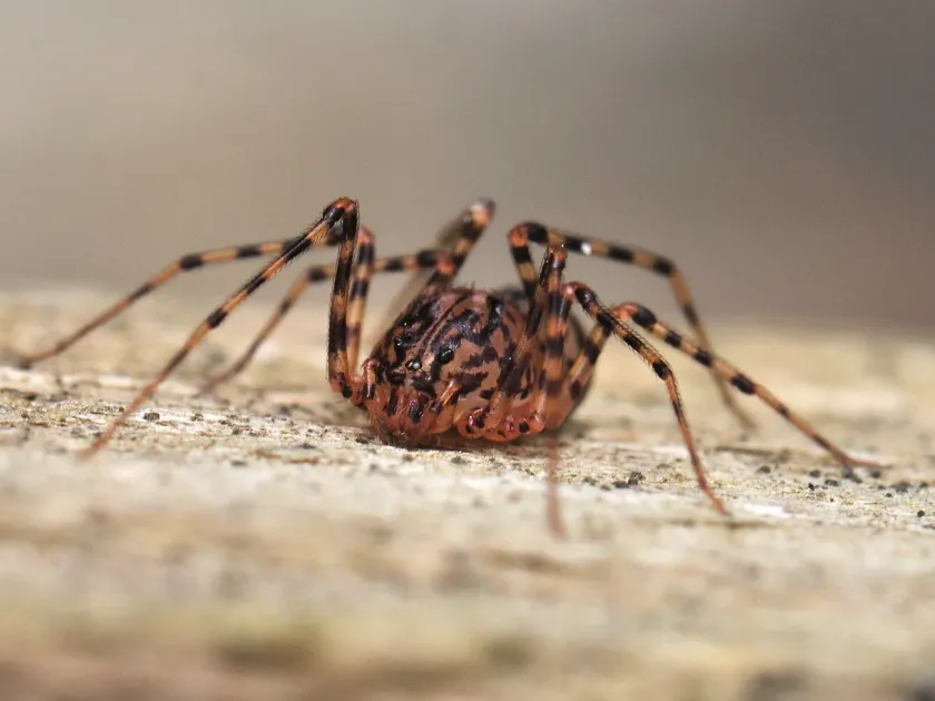 Spitting spider