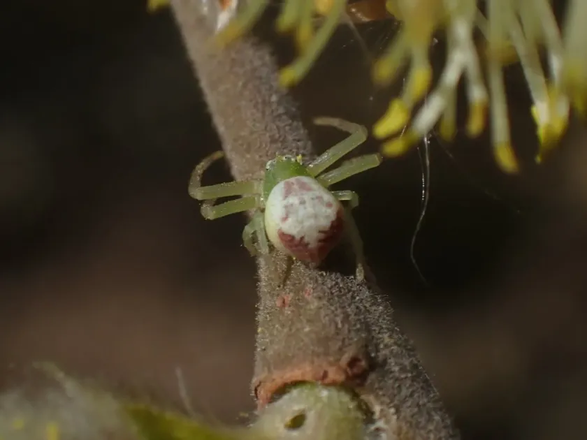 Ebrechtella