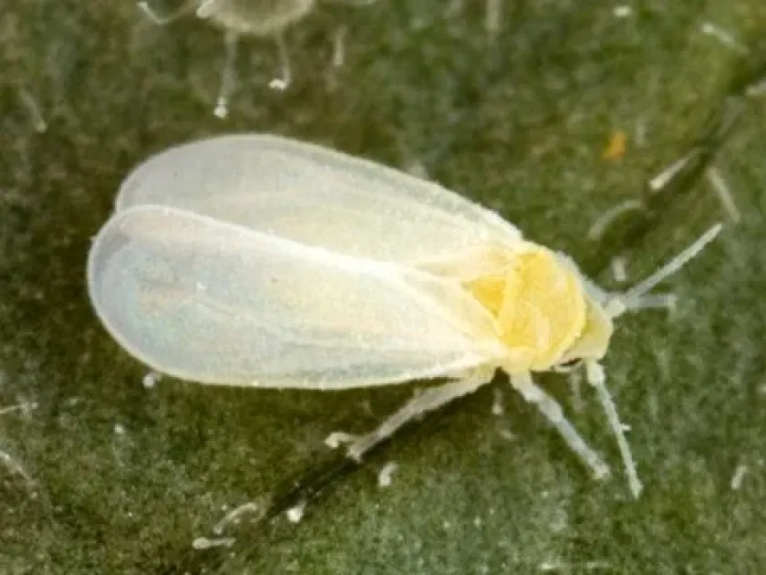 Laurel whitefly