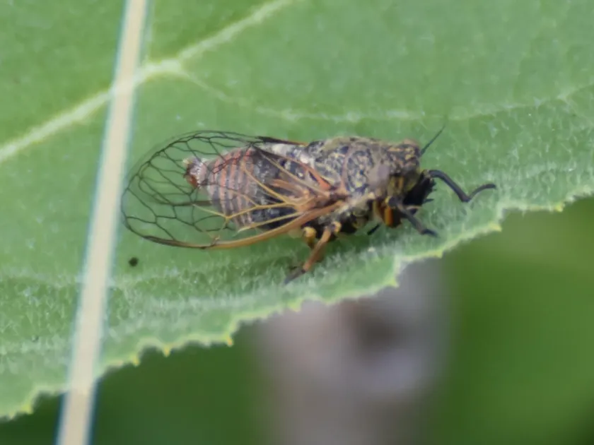 Cicadivetta cicadas