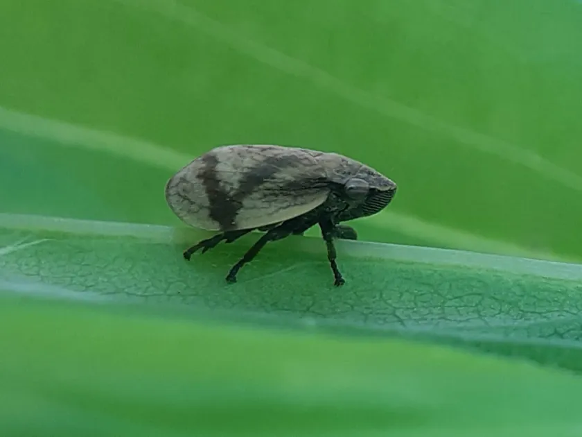 Lepyronia coleoptrata