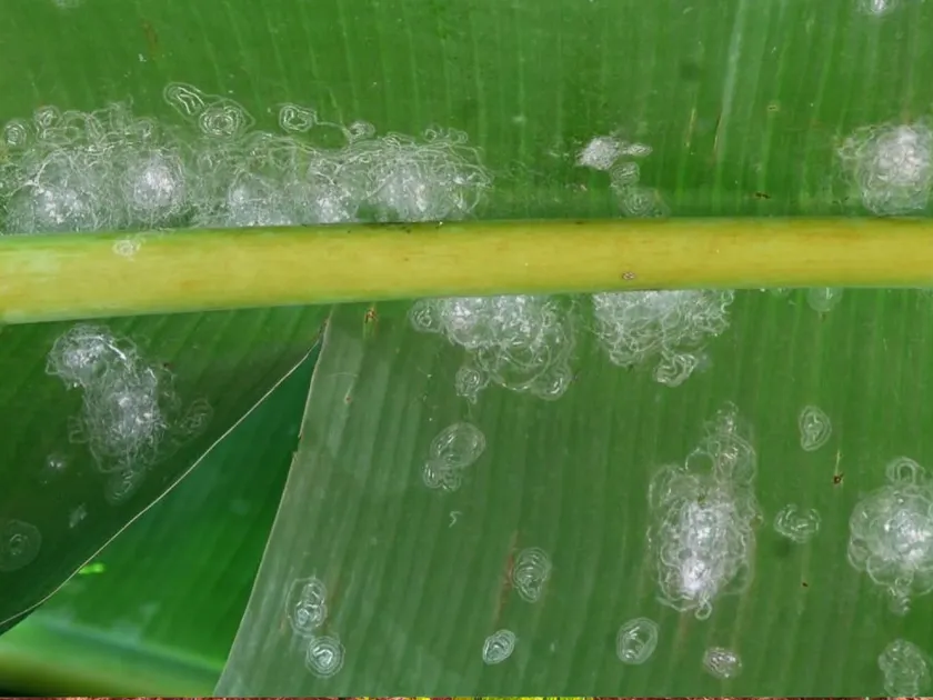 Lecanoideus