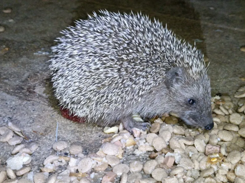 Southern white-breasted hedgehog