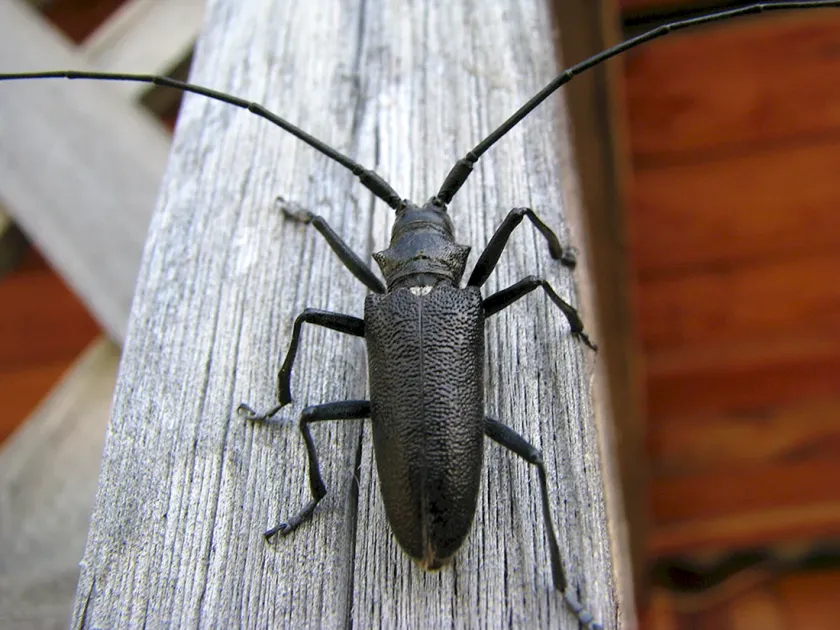 Great Oak Longhorn Beetle