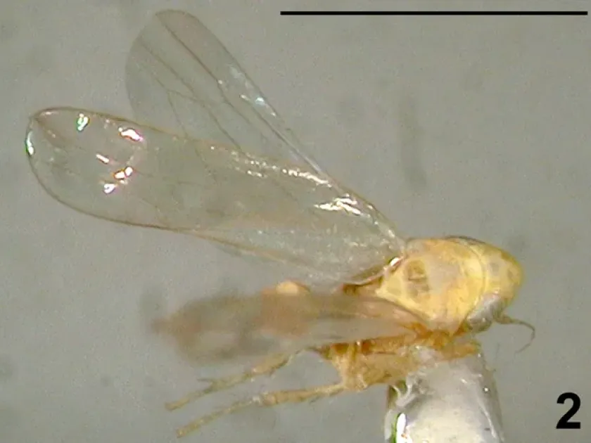 Anzygina honiloa leafhopper