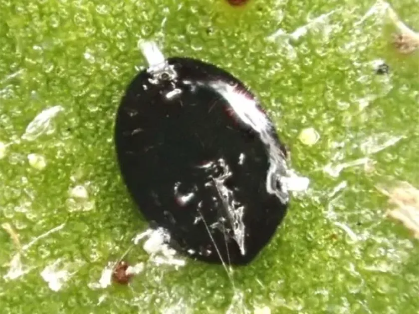 Camellia whitefly