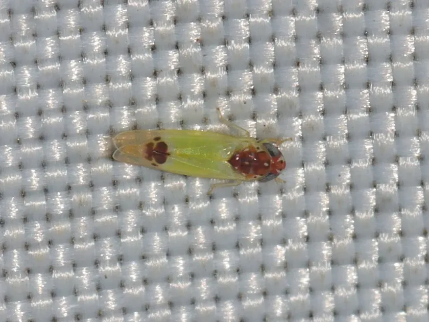 Amrasca splendens