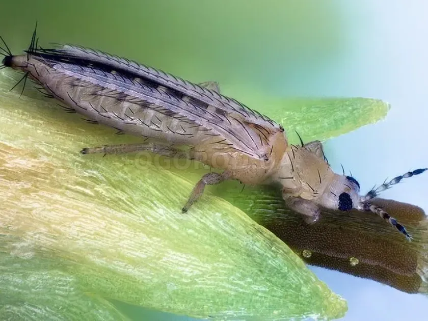 Western flower thrips