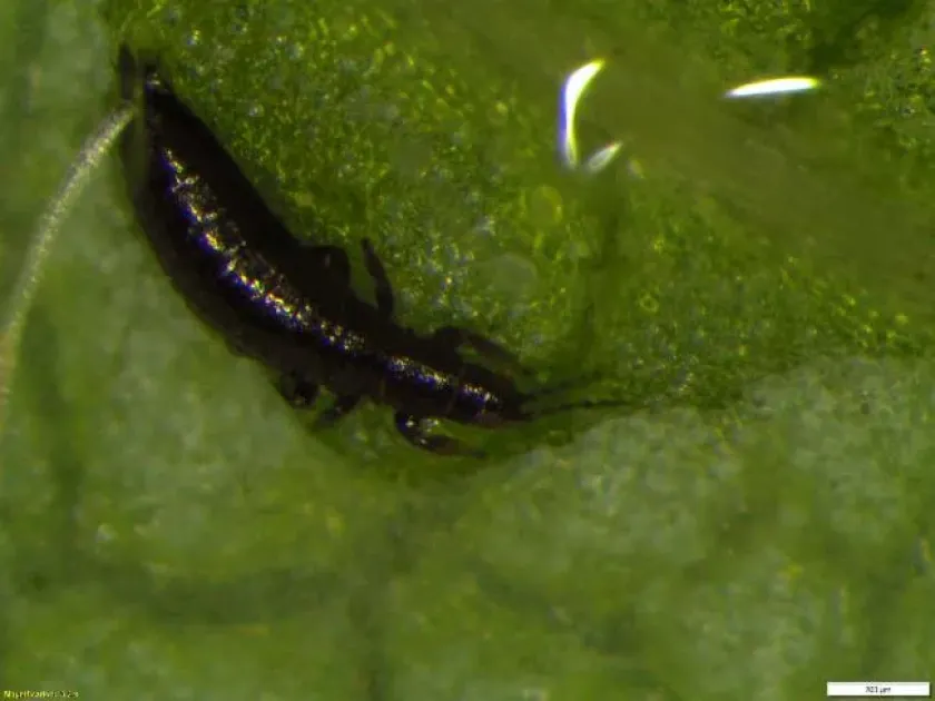 Apterothrips