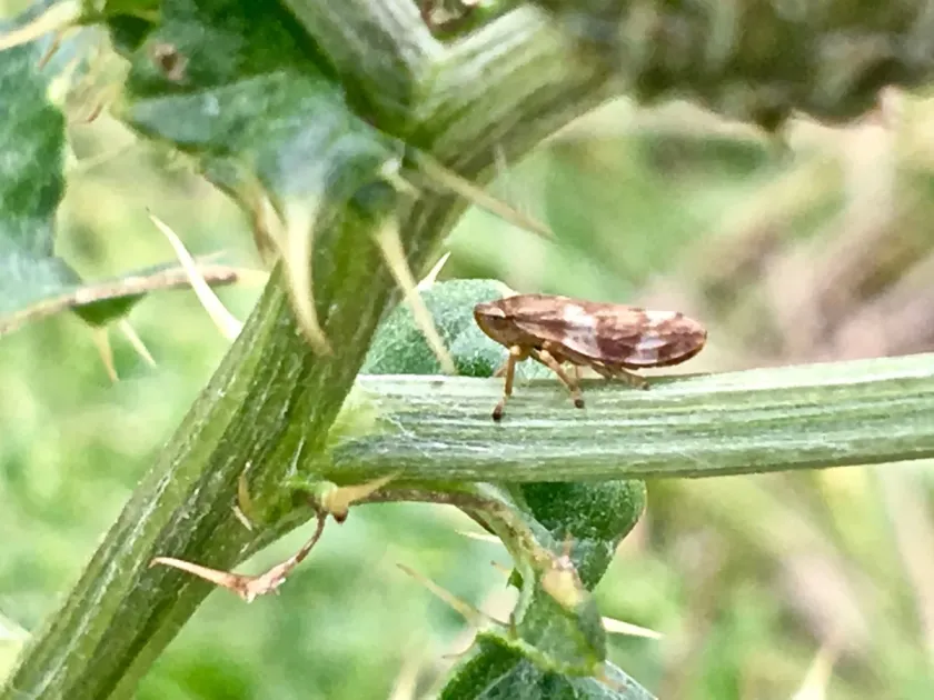 Meadow spittlebug
