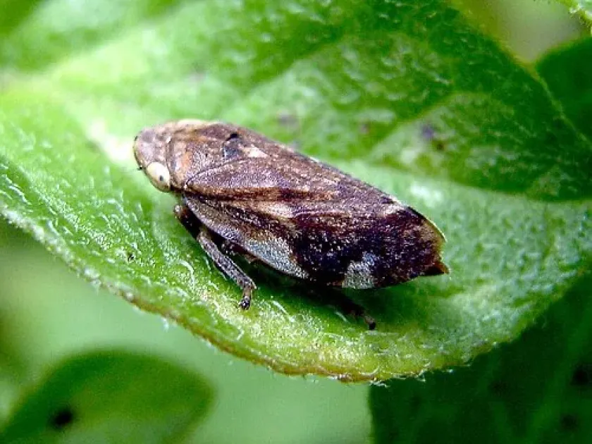Tarifa froghopper