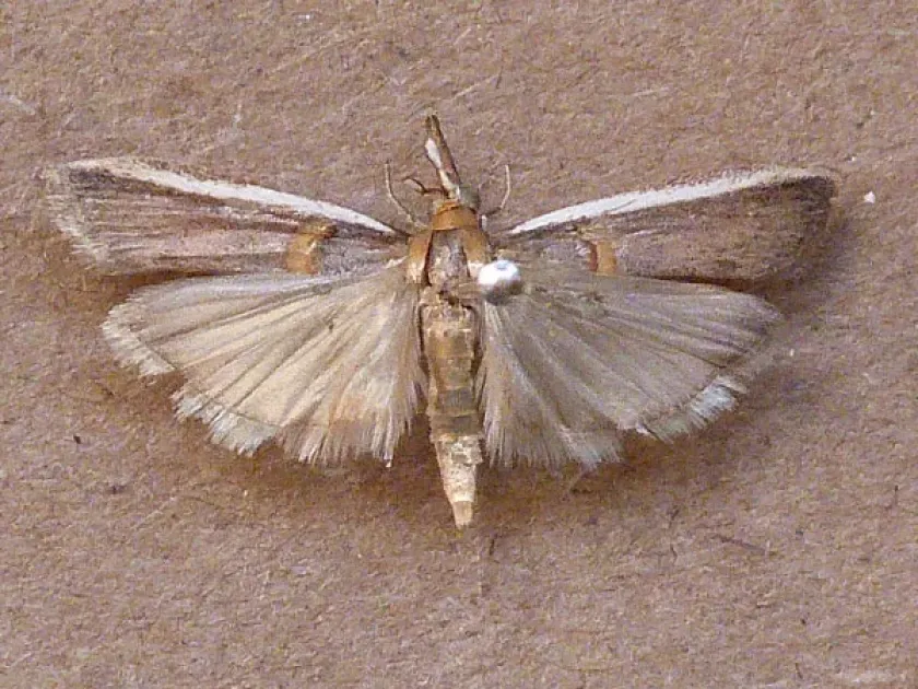 Assara albicostalis