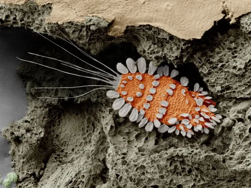 Japanese peacock mite