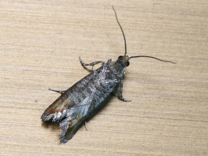 Pine shoot moth