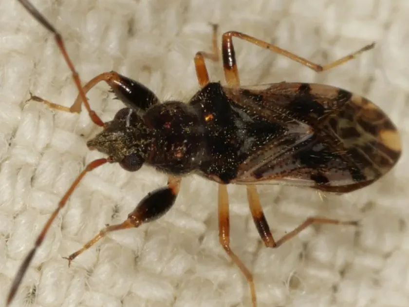 Remaudiereana inornata