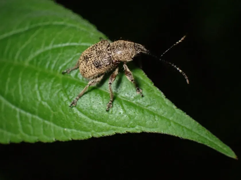 Gold-copper leaf weevil