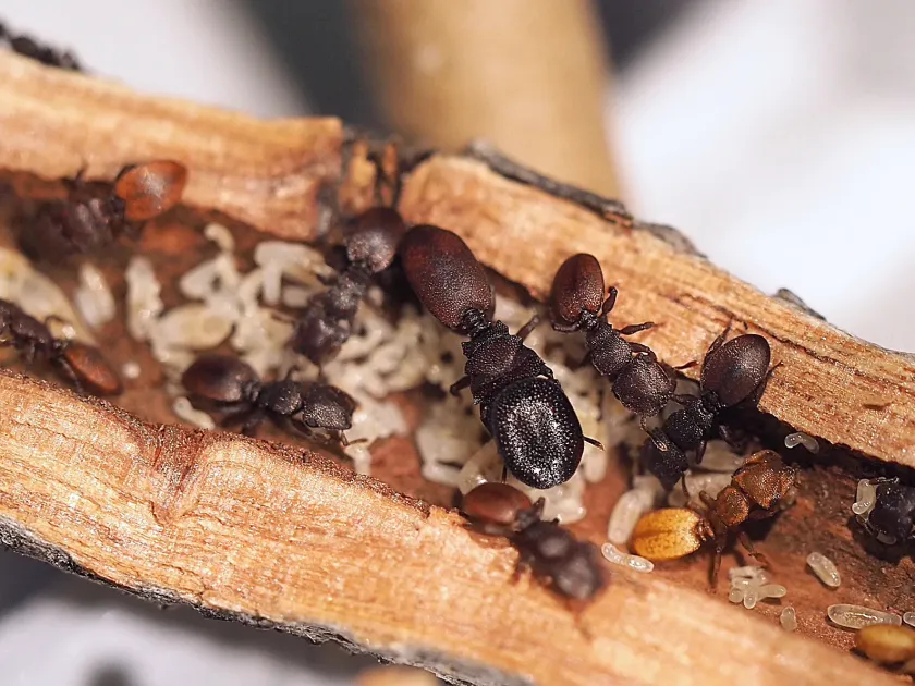 Turtle ants