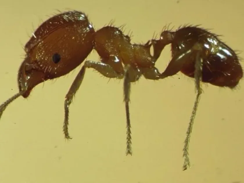 Pheidole ant