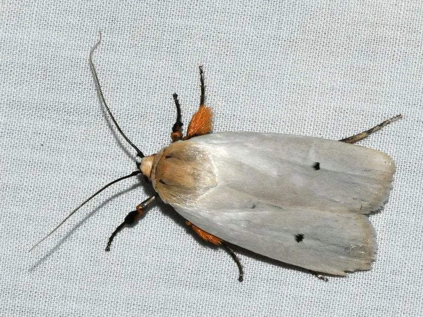 Maroga moth