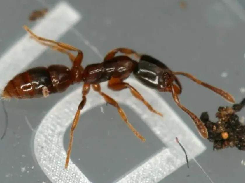 Hypoponera punctatissima