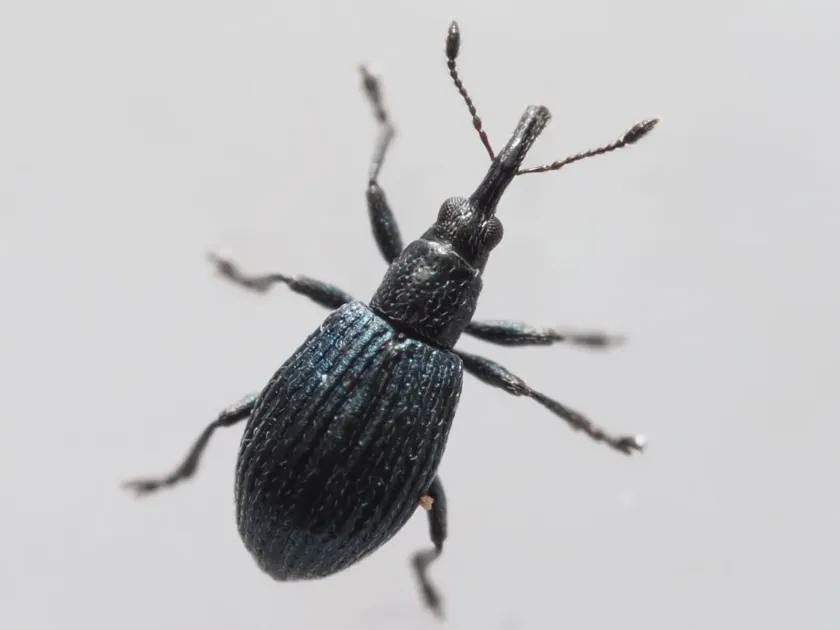 Clover seed weevil