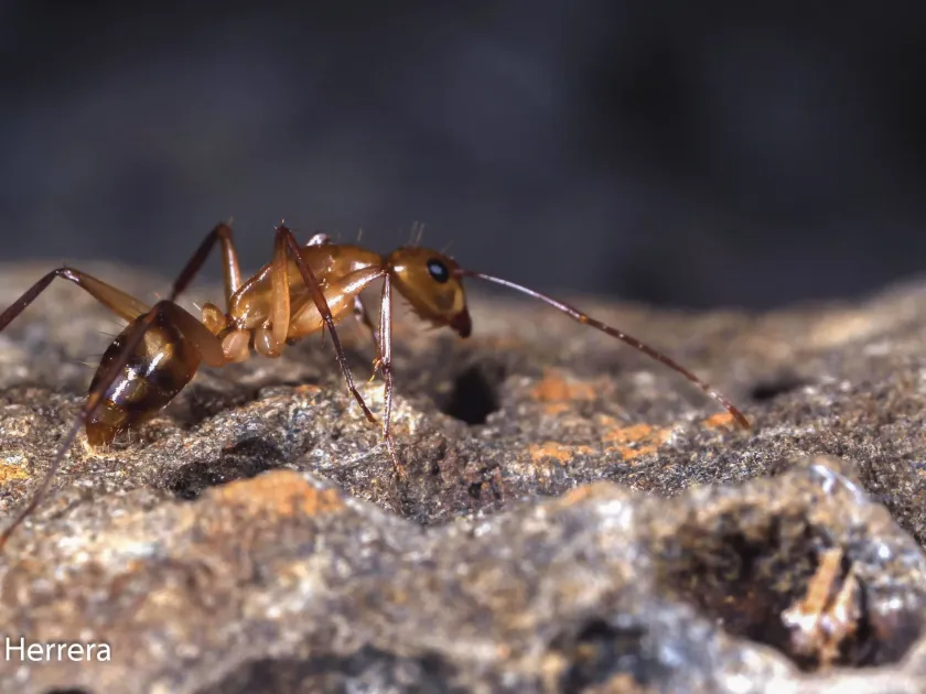 Camponotus conspicuus
