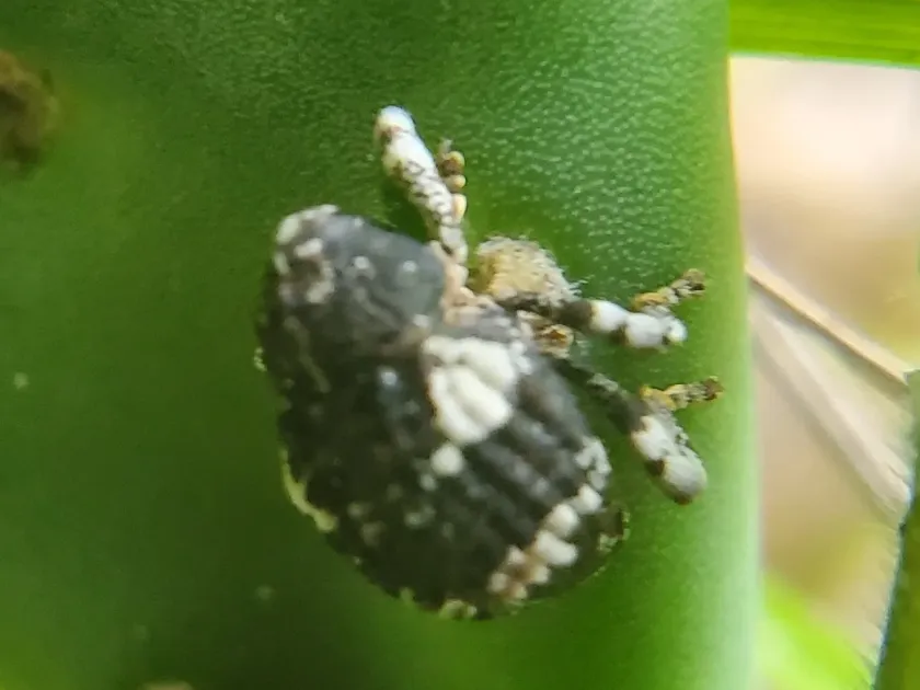 Gerstaeckeria hubbardi