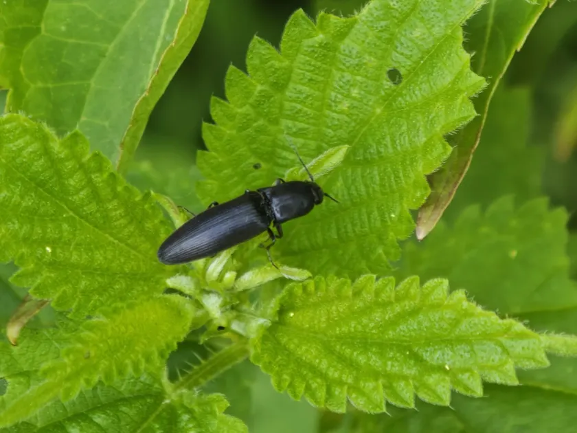 Click beetle (genus Ectinus)