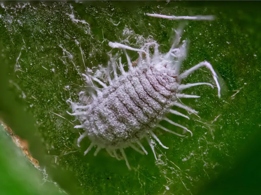 Pseudococcus onustus mealybug