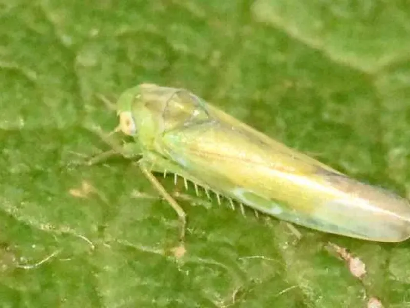 Alebra