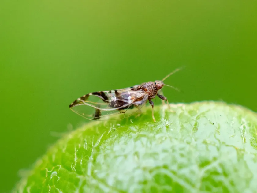 Potato psyllid