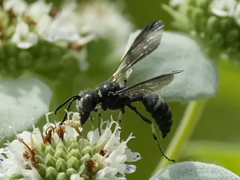 Smoky-winged beetle bandit