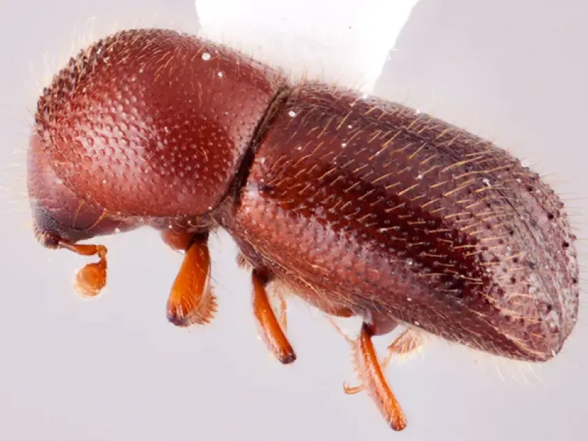 Osumi ambrosia beetle