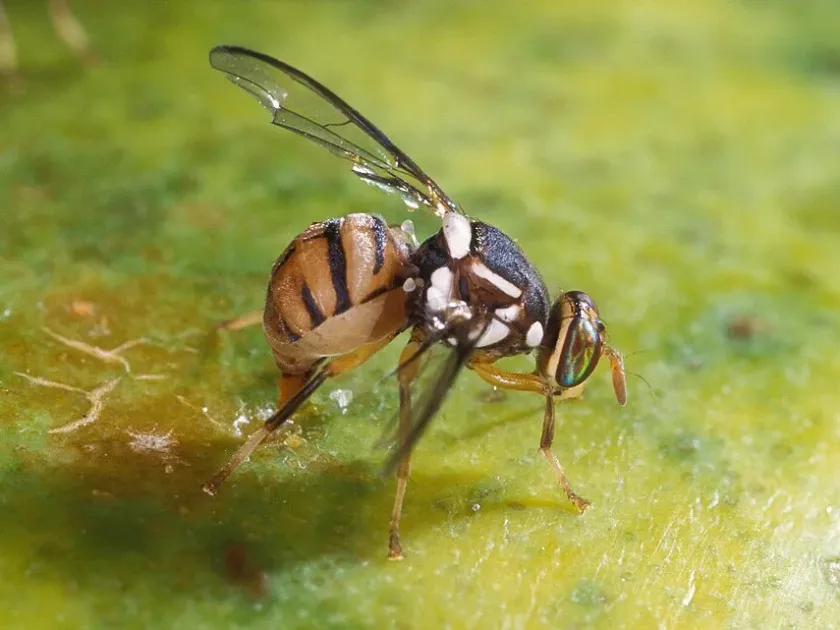 Плодовая муха Bactrocera mucronis