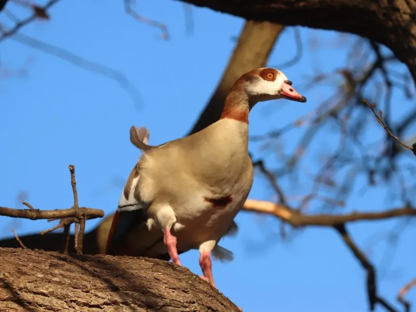 Egyptian goose