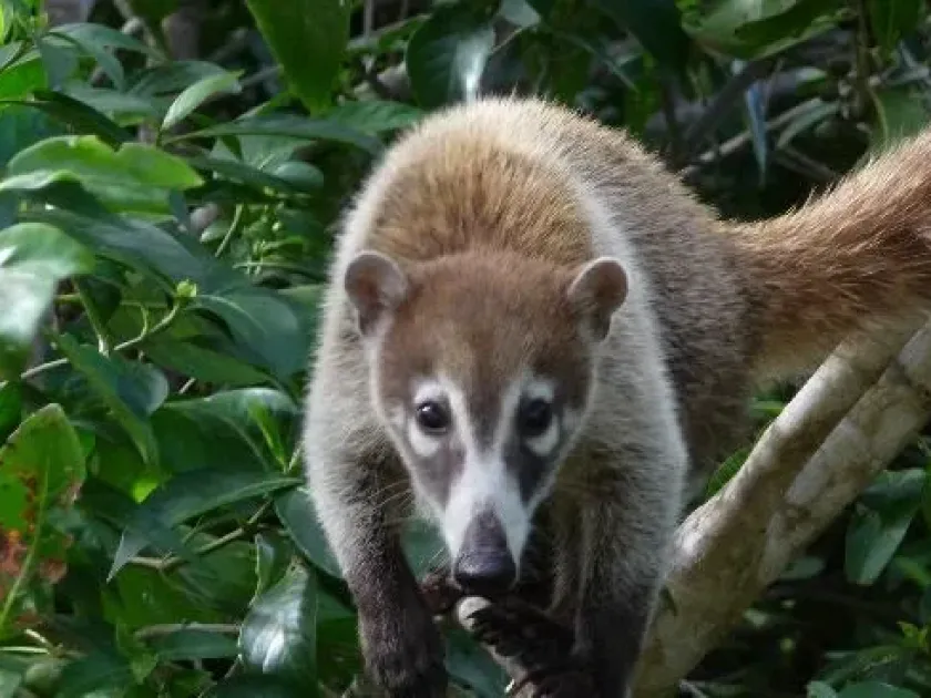 Coati