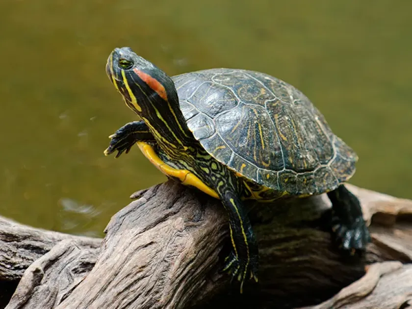 Red-eared slider