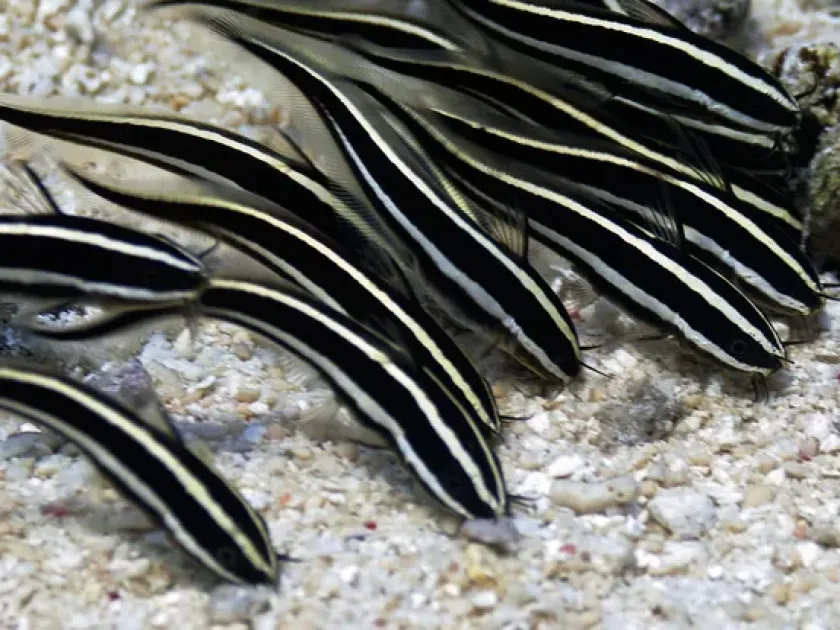 Striped eel catfish