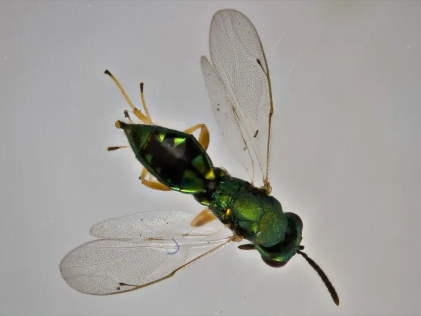 Stenomalina gracilis