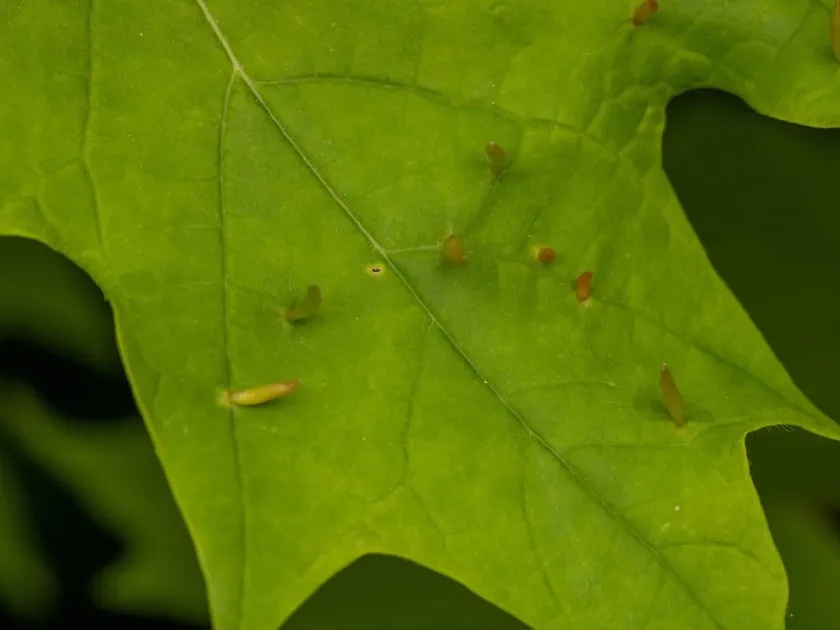 Maple bladder-gall mite