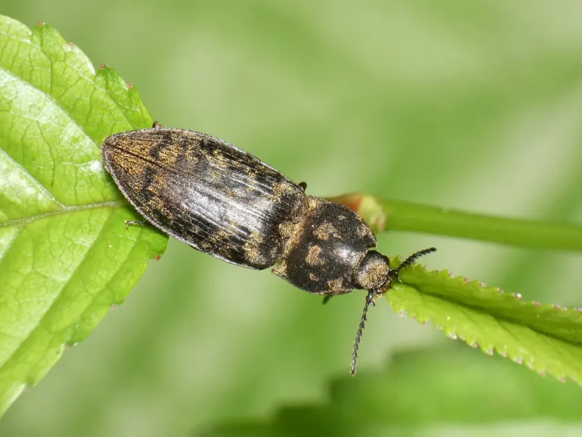 Tessellated click beetle