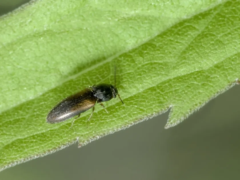 Dark click beetle