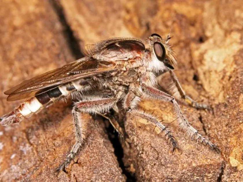 Yellow-tailed robber fly