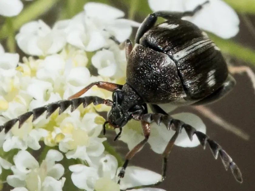 Five-spotted seed beetle