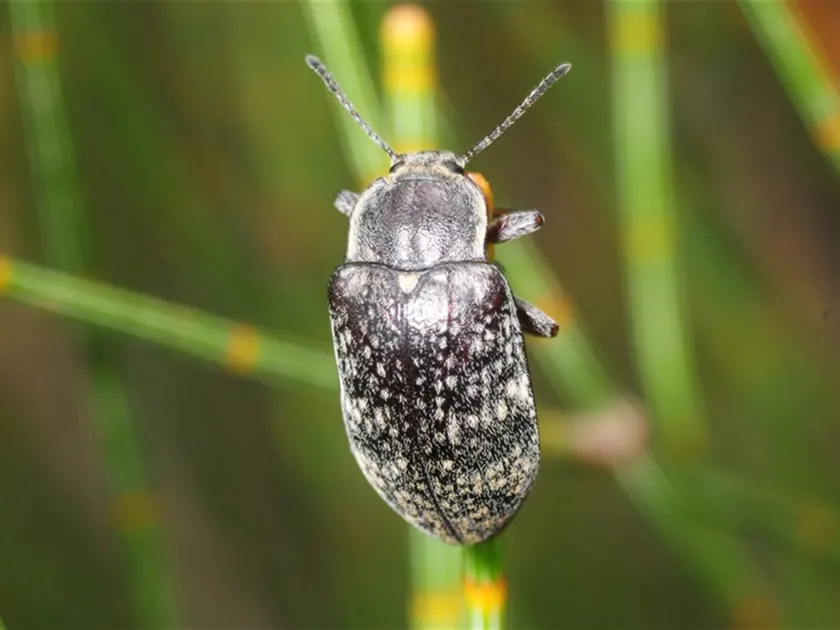 Листоед Lepispilus