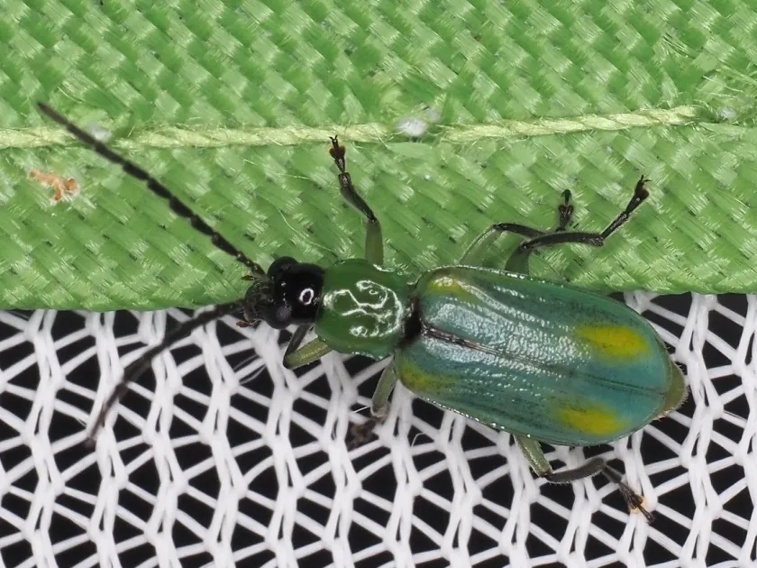 Western corn rootworm