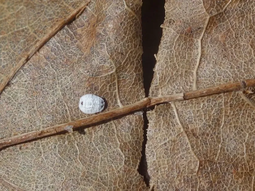 Maple whitefly