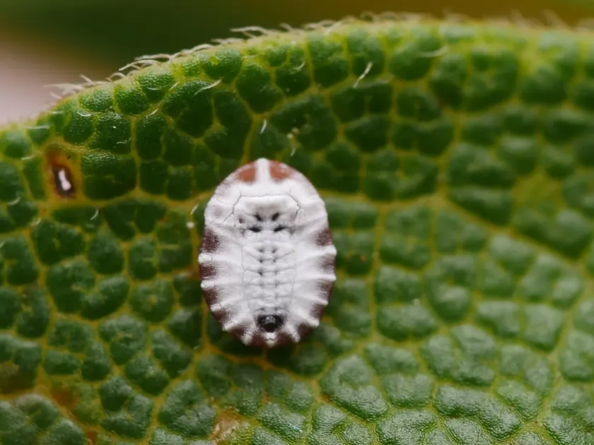 Maple whitefly