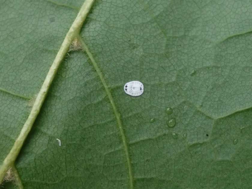 Maple whitefly