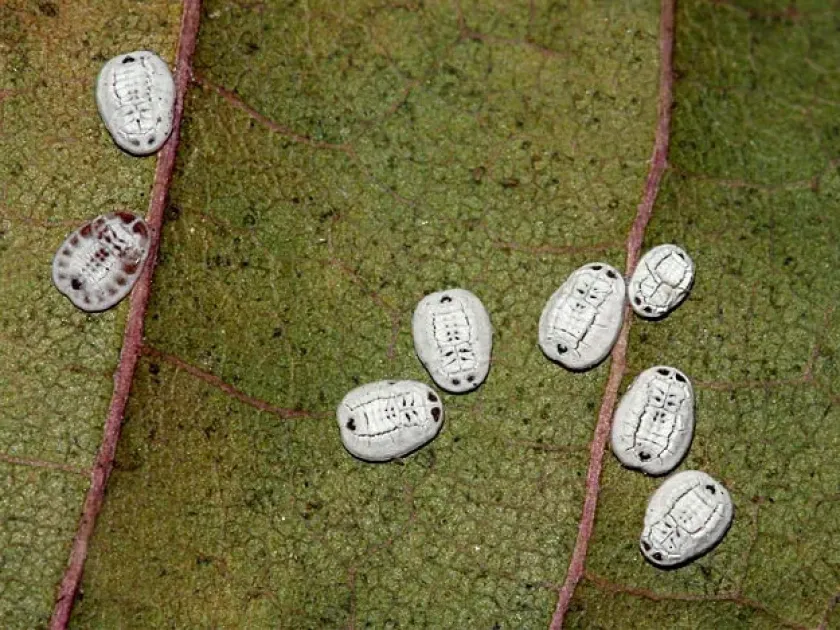 Maple whitefly